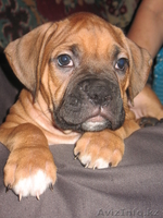 Щенка боксера продам.  - Изображение #1, Объявление #106086