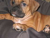 Щенка боксера продам.  - Изображение #4, Объявление #106086