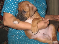 Щенка боксера продам.  - Изображение #3, Объявление #106086