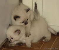 Невский маскарадный котенок - Изображение #3, Объявление #106533