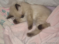 Невский маскарадный котенок - Изображение #4, Объявление #106533