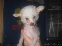 Китайская Хохлатая собака - Изображение #2, Объявление #110589
