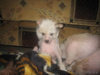 Китайская Хохлатая собака - Изображение #4, Объявление #110589