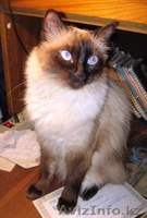 Невский маскарадный котенок - Изображение #1, Объявление #106533