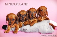 Щенки таксы г-ш и д-ш кроличьи и миниатюрные - Изображение #2, Объявление #105340