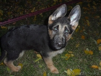 Немецкие овчарки, щенки - Изображение #2, Объявление #116511