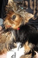 продам щенков Алматы - Изображение #2, Объявление #126907