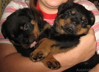 Очаровательные щенки ротвейлера - Изображение #1, Объявление #121215