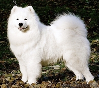 САМОЕДСКАЯ СОБАКА щенки - Изображение #1, Объявление #133663