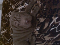 продам щенка.порода шар-пей - Изображение #1, Объявление #122324