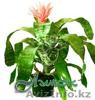 Лужок Цветы из Голландии - Изображение #3, Объявление #128386