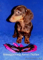 Щенок таксы кроличей длинношерстной кофейного окраса от пит МИНИДОГЛЭНД - Изображение #1, Объявление #134037