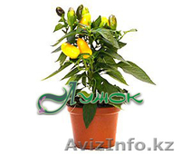 Лужок Цветы из Голландии - Изображение #2, Объявление #128386