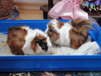 продам  морских  свинок - Изображение #2, Объявление #127189