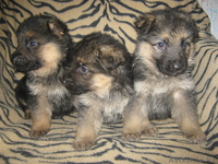 7272908331 Светлана - Изображение #1, Объявление #134983