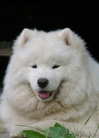 САМОЕДСКАЯ СОБАКА щенки - Изображение #2, Объявление #133663