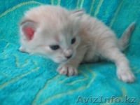 Невские маскарадные котята - Изображение #2, Объявление #126574