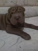 продам щенка.порода шар-пей - Изображение #2, Объявление #122324