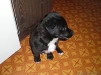 Отдам щенка хорошие руки - Изображение #2, Объявление #128960