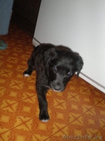 Отдам щенка хорошие руки - Изображение #3, Объявление #128960