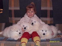 САМОЕДСКАЯ СОБАКА щенки - Изображение #3, Объявление #133663