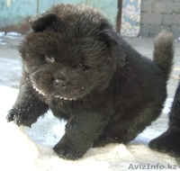 Чау-чау перспективные щенки - Изображение #4, Объявление #150863