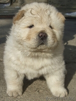 Чау-чау перспективные щенки - Изображение #1, Объявление #150863