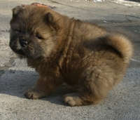 Чау-чау перспективные щенки - Изображение #2, Объявление #150863