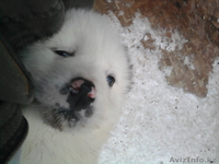 Продажа самых очаровательных медвежат - Изображение #1, Объявление #143821