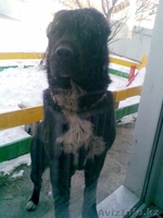 Продам щенков Алабая (среднеазиатской овчарки) - Изображение #8, Объявление #151940