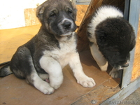 продаются элитные щенки алабая линии Малыша, Куттобета и Мамая  - Изображение #1, Объявление #145387