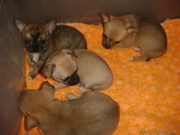 Продам щенков Чихуахуа гладкошерстных от зарубежных производителей - Изображение #1, Объявление #137069