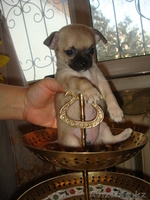 Продам щенков Чихуахуа гладкошерстных от зарубежных производителей - Изображение #2, Объявление #137069