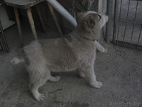 продаю щенка алабая - Изображение #1, Объявление #143882