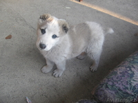 продаю щенка алабая - Изображение #2, Объявление #143882