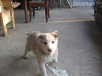 продаю щенка алабая - Изображение #3, Объявление #143882