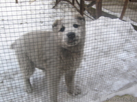 продаю щенка алабая - Изображение #4, Объявление #143882