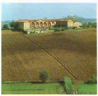 Аграрное предприятие по производству вина и мяса  - Изображение #1, Объявление #137666