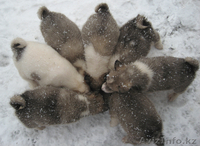 Продам щенков лайки - Изображение #4, Объявление #166592