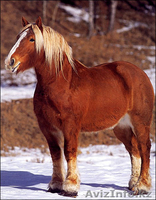 ТОО "Шырын ЛТД" - Изображение #1, Объявление #166279