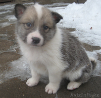 Продам щенков лайки - Изображение #2, Объявление #166592