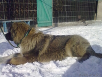 ssssssssssddddd - Изображение #2, Объявление #173555