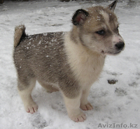 Продам щенков лайки - Изображение #3, Объявление #166592