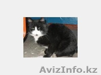 Dzhukeeva Dina, clark.potter@yandex.ru, +7 727 232 90 76 - Изображение #2, Объявление #180459