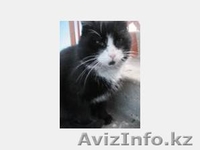 Dzhukeeva Dina, clark.potter@yandex.ru, +7 727 232 90 76 - Изображение #1, Объявление #180459