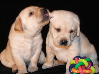 Продам щенков Лабрадора ретривера - Изображение #3, Объявление #168224