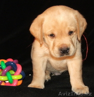 Продам щенков Лабрадора ретривера - Изображение #4, Объявление #168224