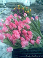 Голладские тюльпаны оптом и в розницу - Изображение #3, Объявление #175360