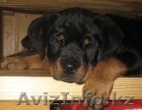 Ротвейлер продам элитных щенков - Изображение #1, Объявление #172153