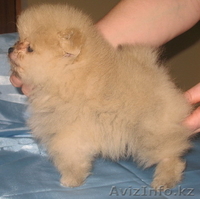 Элитные щенки померанского шпица - Изображение #1, Объявление #169058